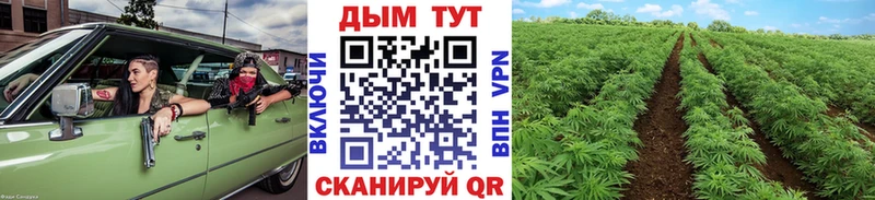 Конопля OG Kush  Правдинск 